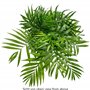 Palmier de montagne - plante d'intérieur facile d'entretien, Chamaedorea elegans - hauteur env. 70 cm, pot-Ø 17 cm