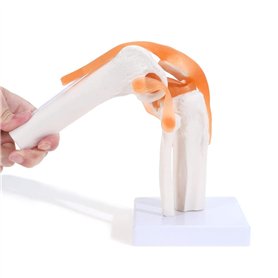 Asyduey Articulation Anatomique Du Genou avec ModèLe de Ligaments