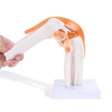 Asyduey Articulation Anatomique Du Genou avec ModèLe de Ligaments