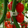 outil de fixation de greffe de protection de vigne de plantes réutilisable