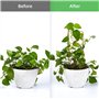 Sxdluzi Lot de 2 treillis en métal pour plantes d'intérieur Phase de la Lune (doré)