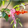 Etiquette Arbre Fruitier Étiquette Semis Plastique Couleur Étiquette Jardin