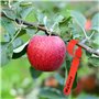 Pinsheng Étiquettes de Plantes de Jardin 300 Pièces, Etiquette Arbre Fruitier Étiquette Semis Plastique Couleur Étiquette Jardin
