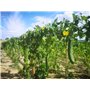 25 Semences de Luffa, éponge végétale - 25 graines de luffa BIO