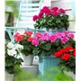 Géranium "zonale F2 Colorama Mixed", Graines prêt à Pousser Minigarden, 100% Naturelles sans Propagateurs Chimiques ni Génie Gén