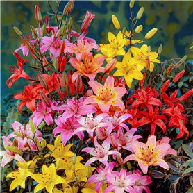 FLORIUM Collection d'oignons de lys asiatiques