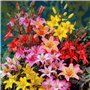 FLORIUM Collection d'oignons de lys asiatiques