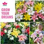 FLORIUM Collection d'oignons de lys asiatiques, (15 bulbes), 5 variétés, mélange de lys géants de Hollande, bulbes vivaces pour 