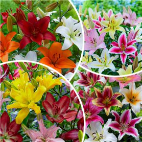 FLORIUM 50 х Mega collection de lys (50 bulbes)