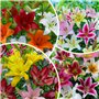 FLORIUM 50 х Mega collection de lys (50 bulbes)