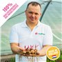 FLORIUM 50 х Mega collection de lys (50 bulbes), bulbes vivaces exclusifs, mélange résistant à l'hiver de Hollande pour le jardi