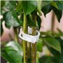 outil de fixation de greffe de protection de vigne de plantes réutilisable