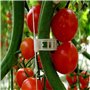 Reykentu Clips en plastique pour support de plantes, outil de fixation de greffe de protection de vigne de plantes réutilisable 