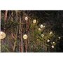 sylvwin G40 Guirlande Lumineuse Exterieure,15M 25 LED 8 Modes Solaire Guirlande Jardin,Guirlande Guinguette Extérieure pour le J