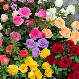 Lot de 500 graines de roses colorées - Sans épines