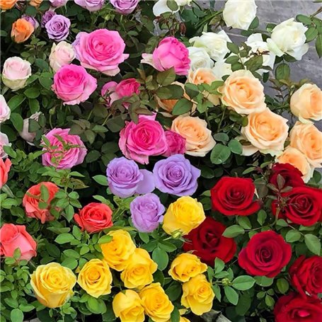 Lot de 500 graines de roses colorées - Sans épines