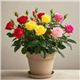 Lot de 500 graines de roses colorées - Sans épines, résistantes à l'hiver, plantations toutes saisons, idéales pour le jardin, l