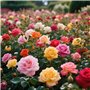Lot de 500 graines de roses colorées - Sans épines, résistantes à l'hiver, plantations toutes saisons, idéales pour le jardin, l