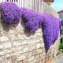 Superb vivace Couvre-sol floraison des plantes pour jardin