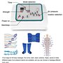 CGLYYDS Costume de Machine de Massage à Compression d'air, Dispositif de Compression de Machine de Massage de Drainage lymphatiq