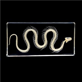 Spécimens de Squelette de Serpent Spécimen Animal Presse-papiers Éducation Scientifique Spécimens de Classe Collection de Résine