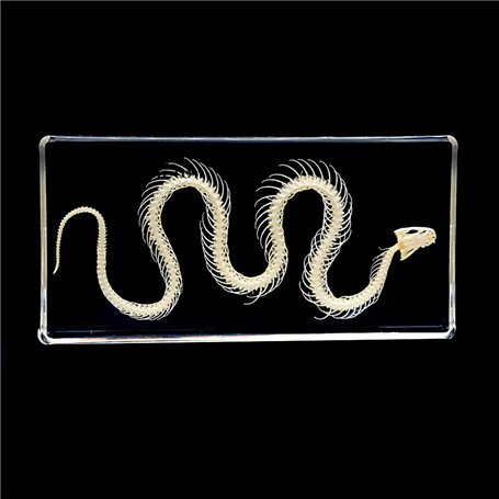 Spécimens de Squelette de Serpent Spécimen Animal Presse-papiers Éducation Scientifique Spécimens de Classe Collection de Résine