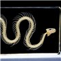 Spécimens de Squelette de Serpent Spécimen Animal Presse-papiers Éducation Scientifique Spécimens de Classe Collection de Résine