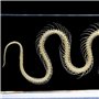 Spécimens de Squelette de Serpent Spécimen Animal Presse-papiers Éducation Scientifique Spécimens de Classe Collection de Résine