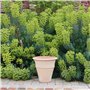 Jardinière en Terre Cuite Artisanale en céramique Palatina | Pot de Fleurs/jardinière | résistant au Gel et aux intempéries | H 