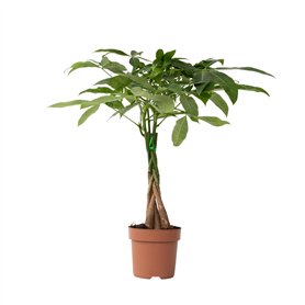 Plant in a Box - Pachira Aquatica - plante d'intérieur - Arbres à monnaie - Pot 17cm - Hauteur 60-70cm