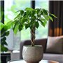 Plant in a Box - Pachira Aquatica - plante d'intérieur - Arbres à monnaie - Pot 17cm - Hauteur 60-70cm