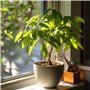 Plant in a Box - Pachira Aquatica - plante d'intérieur - Arbres à monnaie - Pot 17cm - Hauteur 60-70cm