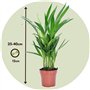 Plant in a Box - Plantes d'intérieur purificatrices d'air - Mix de 5 Plantes - Pot 12cm - Hauteur 25-40cm