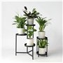 Plant in a Box - Plantes d'intérieur purificatrices d'air - Mix de 5 Plantes - Pot 12cm - Hauteur 25-40cm