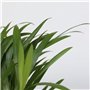 Plant in a Box - Plantes d'intérieur purificatrices d'air - Mix de 5 Plantes - Pot 12cm - Hauteur 25-40cm