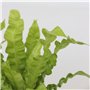 Plant in a Box - Plantes d'intérieur purificatrices d'air - Mix de 5 Plantes - Pot 12cm - Hauteur 25-40cm