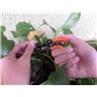 Ciseaux Multi-Usage "Doigts Libres" pour Jardinage, Bonsai, Récolte de Fruits et Légumes 12 cm - Saboten 1318S Made in Japan