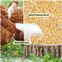 Mangeoire Poules Automatique