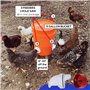 Mangeoire Poules Anti Nuisible