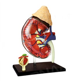 Modèle d'anatomie d'organe rénal Humain Modèle Anatomique d'organes Grandeur Nature Organes détachables et Parties du Corps Modè