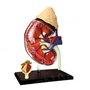 Modèle d'anatomie d'organe rénal Humain Modèle Anatomique d'organes Grandeur Nature Organes détachables et Parties du Corps Modè