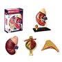 Modèle d'anatomie d'organe rénal Humain Modèle Anatomique d'organes Grandeur Nature Organes détachables et Parties du Corps Modè