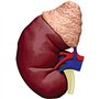 Modèle d'anatomie d'organe rénal Humain Modèle Anatomique d'organes Grandeur Nature Organes détachables et Parties du Corps Modè