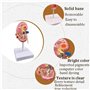 Modèle d'anatomie 4D Modèle d'anatomie du Rein Humain Modèle d'enseignement Organes Humains Modèle de Rein Malade Modèle de Corp