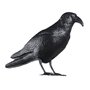Répulsif EDM 06074 polypropylène 36 x 13 x 18 cm Oiseaux Corbeau