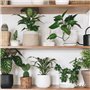 Paquet De Graines De Plantes D’Intérieur - Graines De Plantes D’Intérieur - Graines De Plantes - Plantes À Graines - Mélange De 