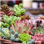 Paquet De Graines De Plantes D’Intérieur - Graines De Plantes D’Intérieur - Graines De Plantes - Plantes À Graines - Mélange De 