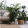 Paquet De Graines De Plantes D’Intérieur - Graines De Plantes D’Intérieur - Graines De Plantes - Plantes À Graines - Mélange De 