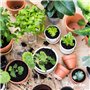 Paquet De Graines De Plantes D’Intérieur - Graines De Plantes D’Intérieur - Graines De Plantes - Plantes À Graines - Mélange De 