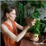 Paquet De Graines De Plantes D’Intérieur - Graines De Plantes D’Intérieur - Graines De Plantes - Plantes À Graines - Mélange De 